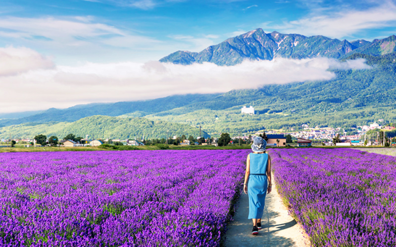 北海道薰衣草