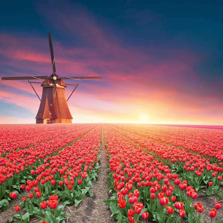 庫肯霍夫花園｜鬱金香農場｜玻璃船遊阿姆斯特丹運河