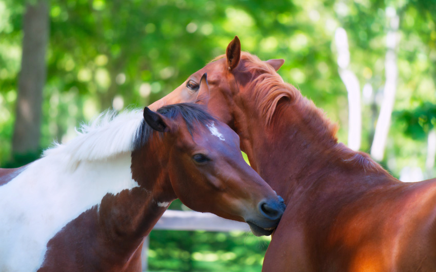 北方馬の國公園