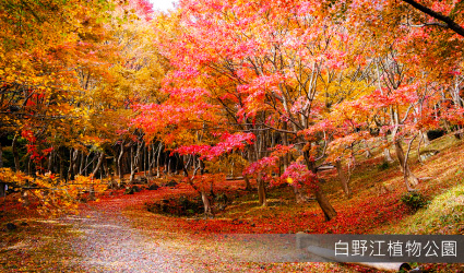 白野江植物公園