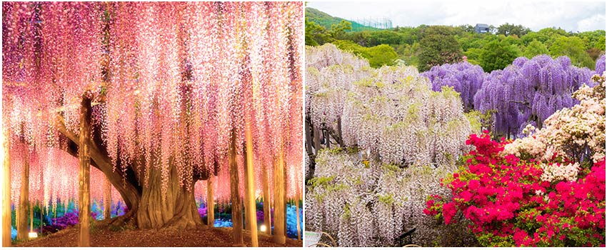 足利市花卉(藤花)公園