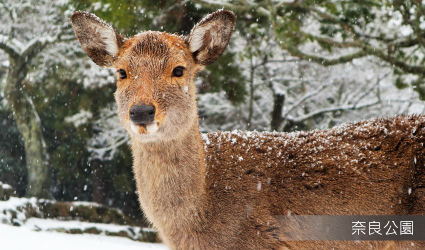 奈良梅花鹿公園