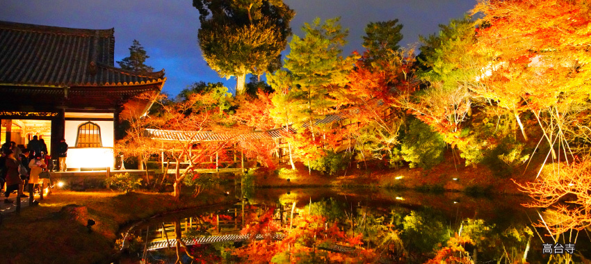 高台寺夜楓