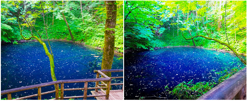 東北百選萬國屋 白神山地 十二湖 藍鑽青池 五能線 最上川扁 山富旅遊