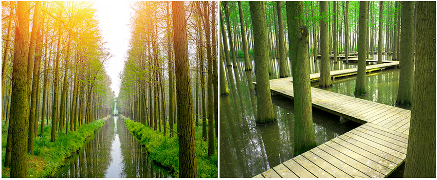 李中水上森林公園