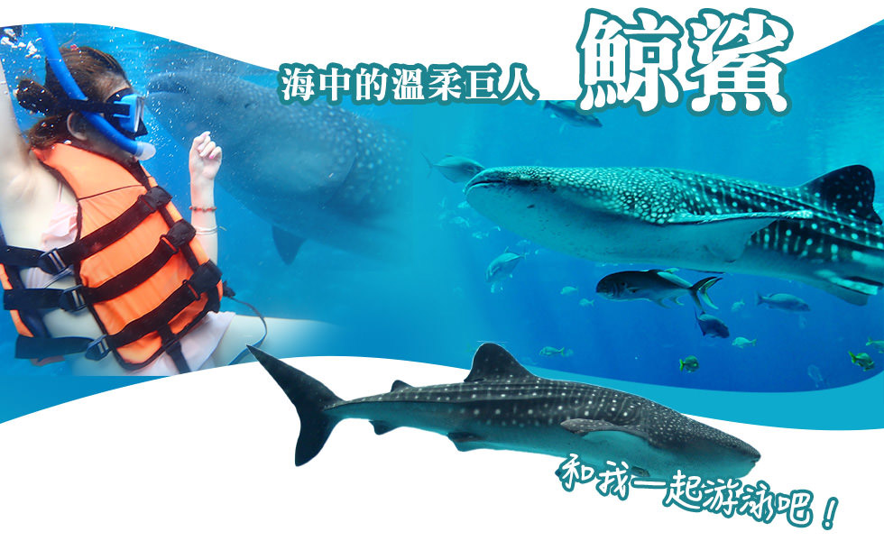 與鯨鯊共游