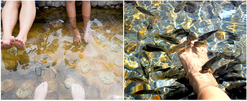 溫泉魚體驗