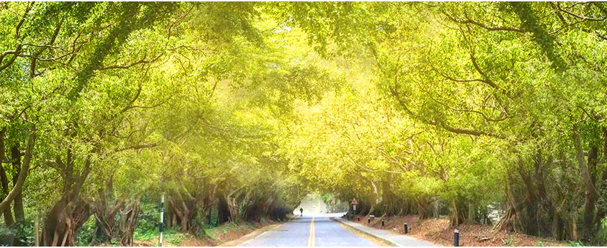 榕樹林蔭大道