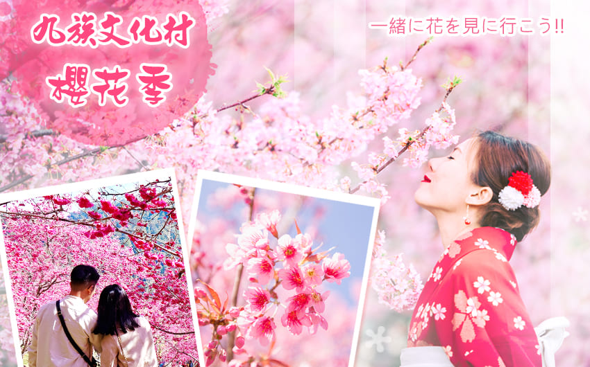 九族櫻花季