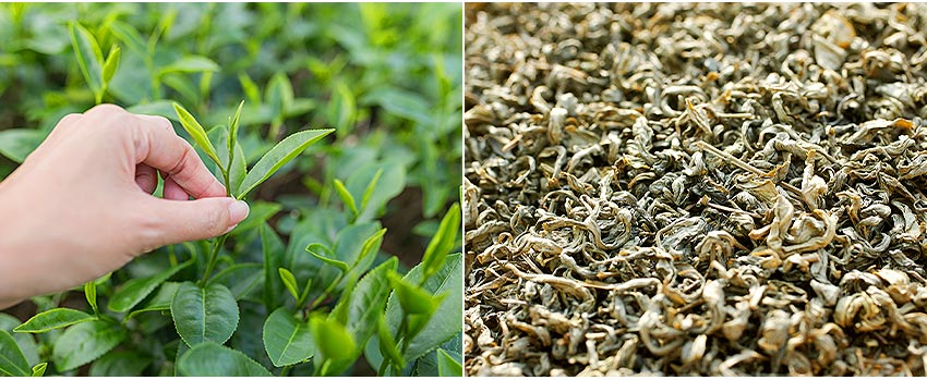 港口茶採茶品茗