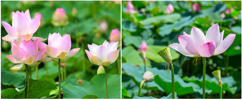 白河蓮花