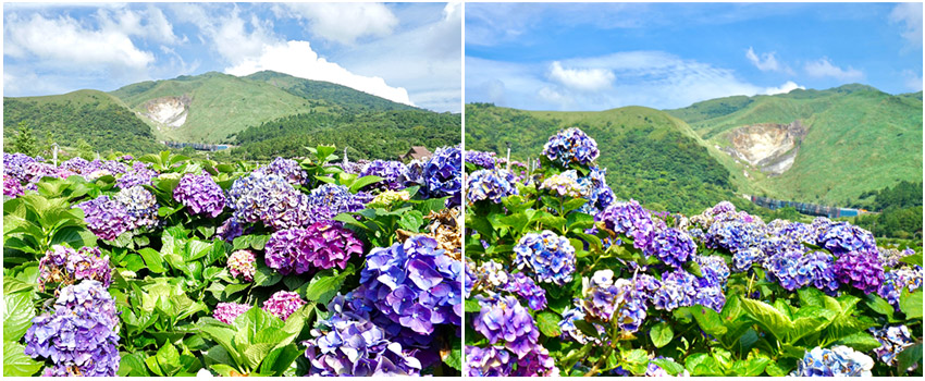 高家繡球花田